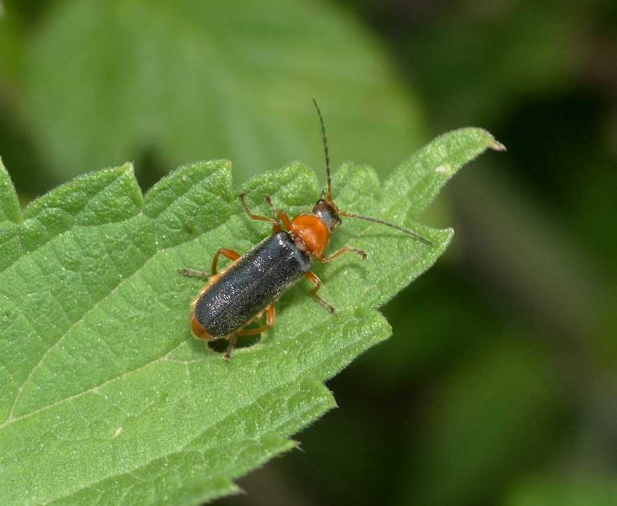 Piccola Cantharidae: Cratosilis cfr cravilabris